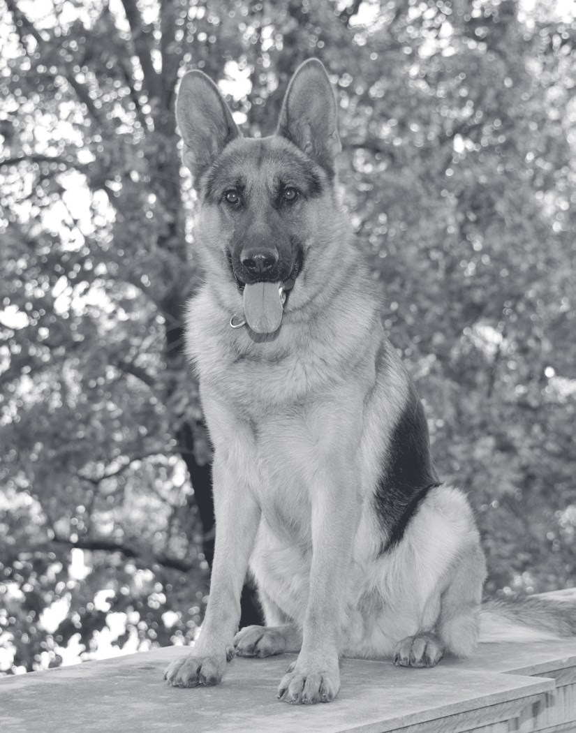 A German Shepherd K-9 sits on a wooden surface with trees in the background and tongue out.