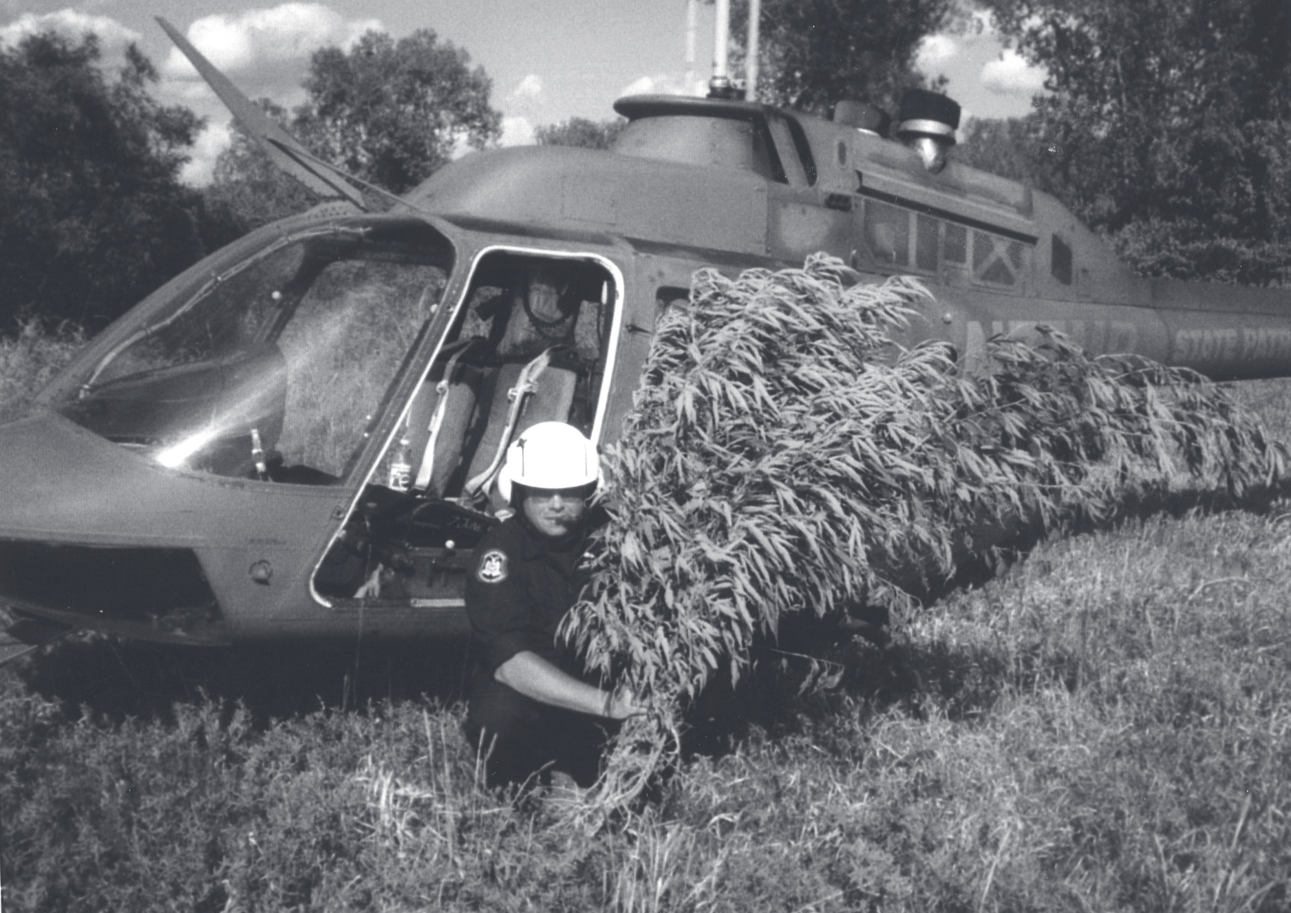 A uniformed officer wearing a white helmet carries a large bundle of marijuana plants beside a State Patrol helicopter in a field.